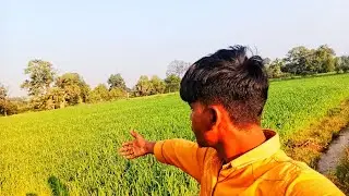 Sare aam ke ped Sukh Gaye 😱 ab kya hoga?