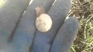 A British, REVOLUTIONARY WAR button!