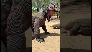 human living like animals