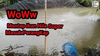 TERBUKTI! SANGAT MUDAH DAPAT IKAN NILA  MENGGUNAKAN ANCO DI ALIRAN SAWAH ( @mashermanchannel2778 )