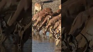 Impalas at Etosha National Park in Namibia.