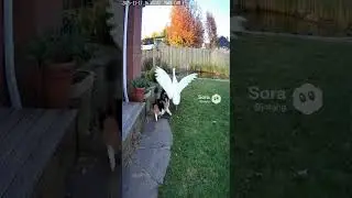 &ldquo;Angry Goose Gets Cat-Slapped!&rdquo; #goose #studio #cat#yard  #cctv  #meow