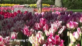 Tulip Flaming Club - Tulip Bulbs from Holland