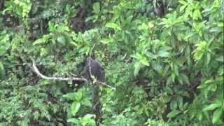 Spotted a dusky leaf monkey  (Trachypithecus obscurus)