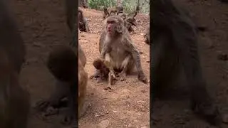 Cute Girl and cute monkey | Toni Family