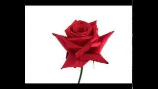 Red Rose Blooming 60 Hours TimeLapse