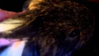 Difference between normal guinea pig noise and abnormal cooing