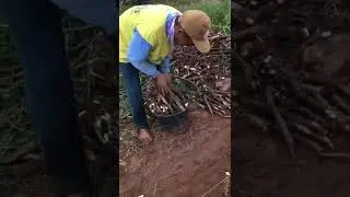 Proses Menanam Singkong/Cassava Growing Process #shorts