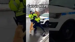 NYPD Tries to Stop Three Crazy Cats in NYC