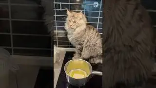 Cooking Pancakes With a Cat &mdash; What Could Go Wrong?! #cookingwithcats #funnycats #mainecoon