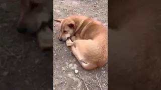Kutta darke mare urkar chala geya || #shorts #funny #funnyvideo