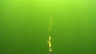 7. November Waterwolf Auswertung von gestern Teil 5 als Video 