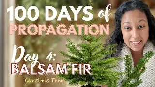 100 Days of Plant Propagation | Day 4: How to Propagate your Christmas Tree (Balsam Fir)