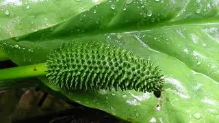 skunk cabbage (swamp lantern) - Lysichiton americanus. Identification and characteristics