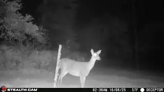 GameCam 10 25