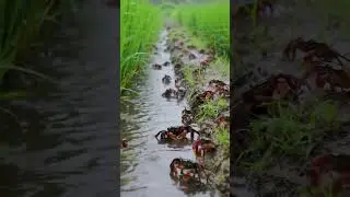 Peaceful and relaxing rice field full of red crabs. #survival #nature #fishingtips #farming