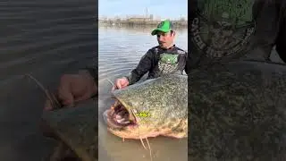 Кто нападает на дайверов чаще всего?