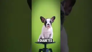 Dogs can detect diseases like cancer and diabetes!!!  #curiosity #animals #dog #dogshorts