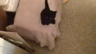Kitten Jump FAIL! - Cole The Black Cat