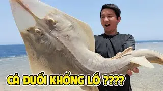MỘT MÌNH GIỮA ĐẠI DƯƠNG, CHẠM TRÁN CÁ ĐUỐI ĐẦU CÀY NGUY HIỂM