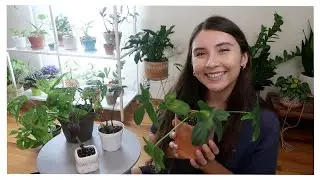 Overgrown Water Propagated Houseplants Finally Going into Soil