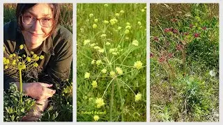 Bare-stem biscuit root Lomatium nudicaule native plant in western North America with 'medusa' umbels