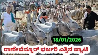 ರಾಣೇಬೆನ್ನೂರ್ ಎತ್ತಿನ ಪ್ಯಾಟಿ || Ranebennuru Bulls Market || ಪ್ರತಿ ಭಾನುವಾರ ಬೆಳಿಗ್ಗೆ #cattlemarket 