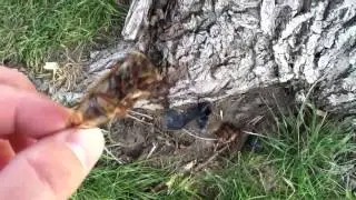 Dead cicadas