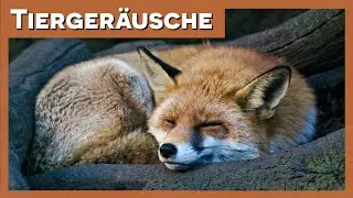 Tierger&auml;usche | Fuchs 🦊