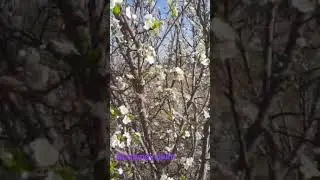 Burgundy plum in flower #organic #fruit #plum