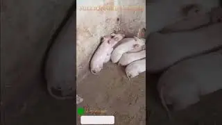 Pig Farming In Liberia - one week six days old piglets, can’t believe!