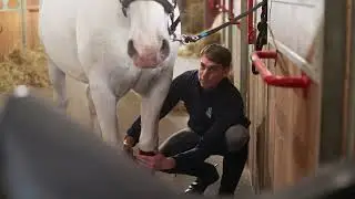 The Elegance & Power of Lipizzan Horses &ndash; Training & Care at Lipica Stud Farm
