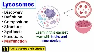 Lysosomes structure and function | Complete concept with Tricks | J Biology