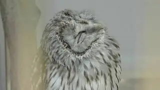 Owl (Adachi Park of Living Things, Tokyo, Japan) May 5, 2018