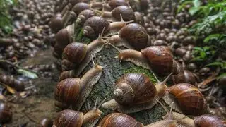 Masters of Survival: How Snails Evade Predators and Sleep for YEARS