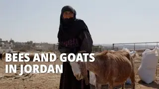 How Bees and Goats Are Changing Lives in Jordan