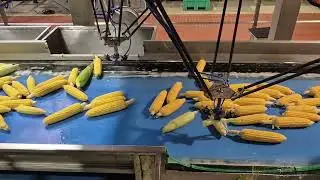 Контроль качества кукурузы с помощью дельта-робота