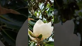 Oh sweetbay magnolia, you bloom like a dream spun in the hush of twilight. #shorts #magnolia #garden
