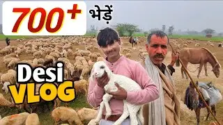 700+ भेड़ें 😱| Animals Video | Vlog Video | How To Make Vlogs In Youtube ? Day In My Life Vlog |