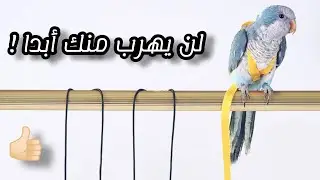 كيفية صنع حبل الهارنس للطيور 🦜🐦 ؟!