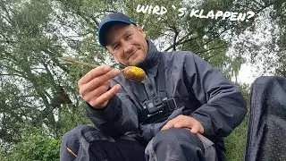 Mit der Method auf große Friedfische - Teil 2