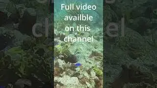 Short: Scuba Diving The British Virgin Islands, Carrot Rock