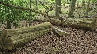 Tree trunk engraved seat at black loch