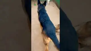 Aashiq Peter😂#germanshepherd #peterlovers #doglover #dog #petowner #peter #dogowner #pets