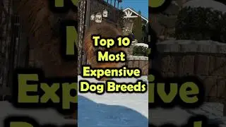 Top 10 Most Expensive Dog Breeds 🐶💎
