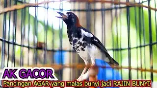 ANIS KEMBANG GACOR NGEROL, 100% JITU RANGSANG EMOSI ANIS KEMBANG MALAS BUNYI CEPAT GACOR