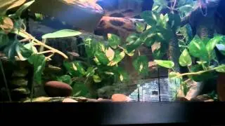 Kenji the Belize Slider hunting