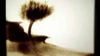 песок ( кофе ) sand_dream.wmv