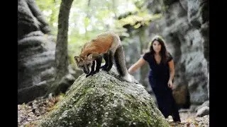 Bring Lana the Fox Home (TapDancers & Quand Tu Dors - Christine Leakey)