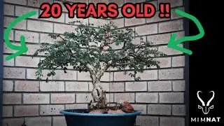 Monkey thorn AFTER a drastic prune - The bonsai process EP8